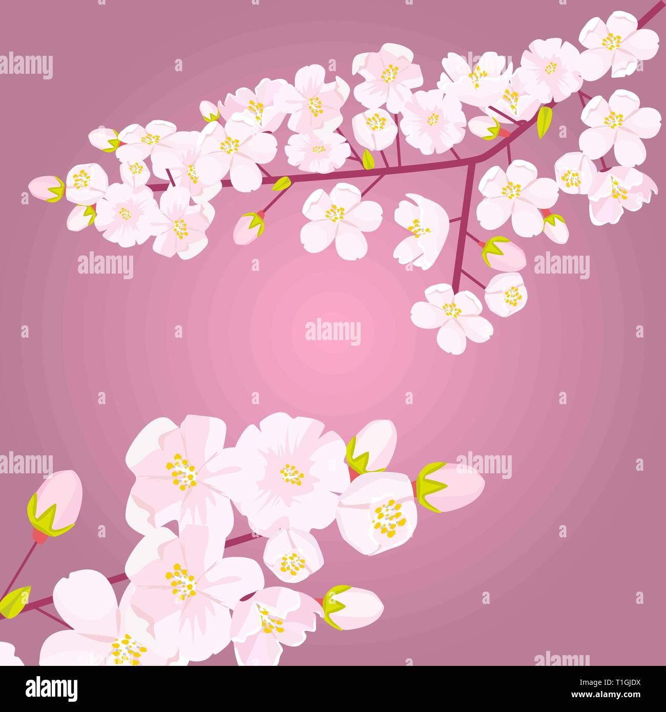 Rosa fiori di ciliegio sul ramo con bud o spara. Copyspace vuoto con bordo floreale. Illustrazione Vettoriale. Illustrazione Vettoriale Rosa fiori di ciliegio sul ramo con bud o spara. Copyspace vuoto con bordo floreale. Illustrazione Vettoriale. Illustrazione Vettoriale