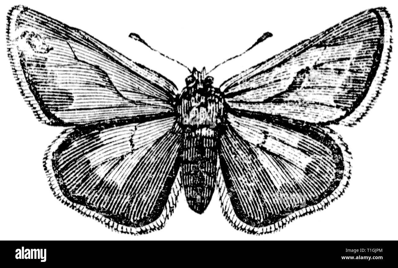 Taglio di legno intagliato, illustrazione presa da "tesoro di storia naturale' da Samuele Maunder, pubblicato 1848 Foto Stock
