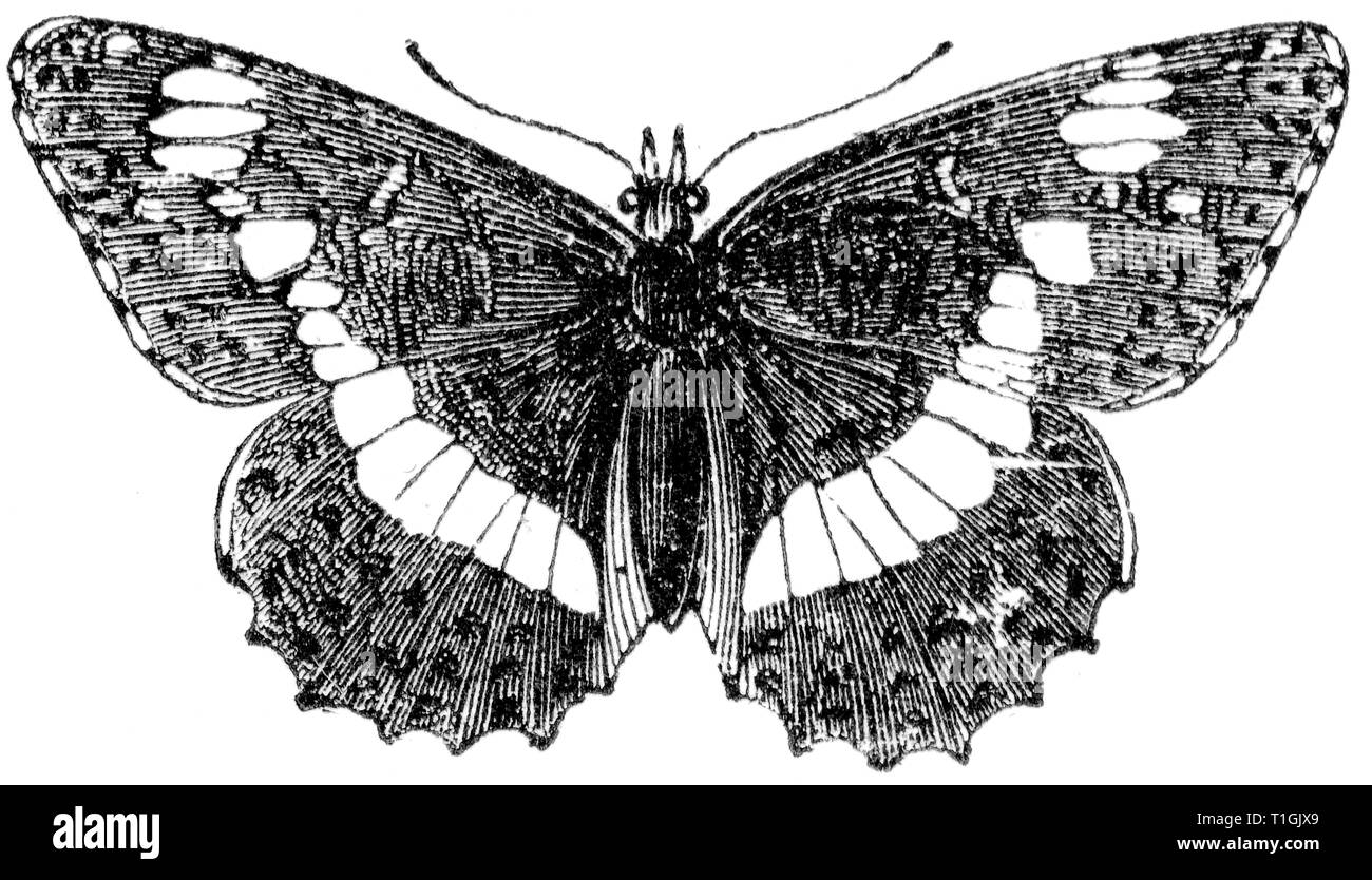 Taglio di legno intagliato, illustrazione presa da "tesoro di storia naturale' da Samuele Maunder, pubblicato 1848 Foto Stock