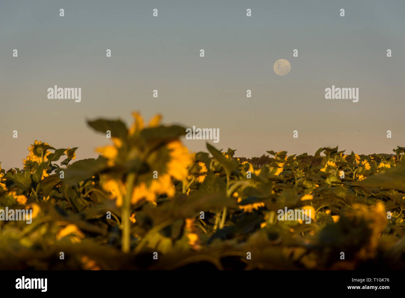 Campo di girasoli contro la luna piena nel cielo Foto Stock