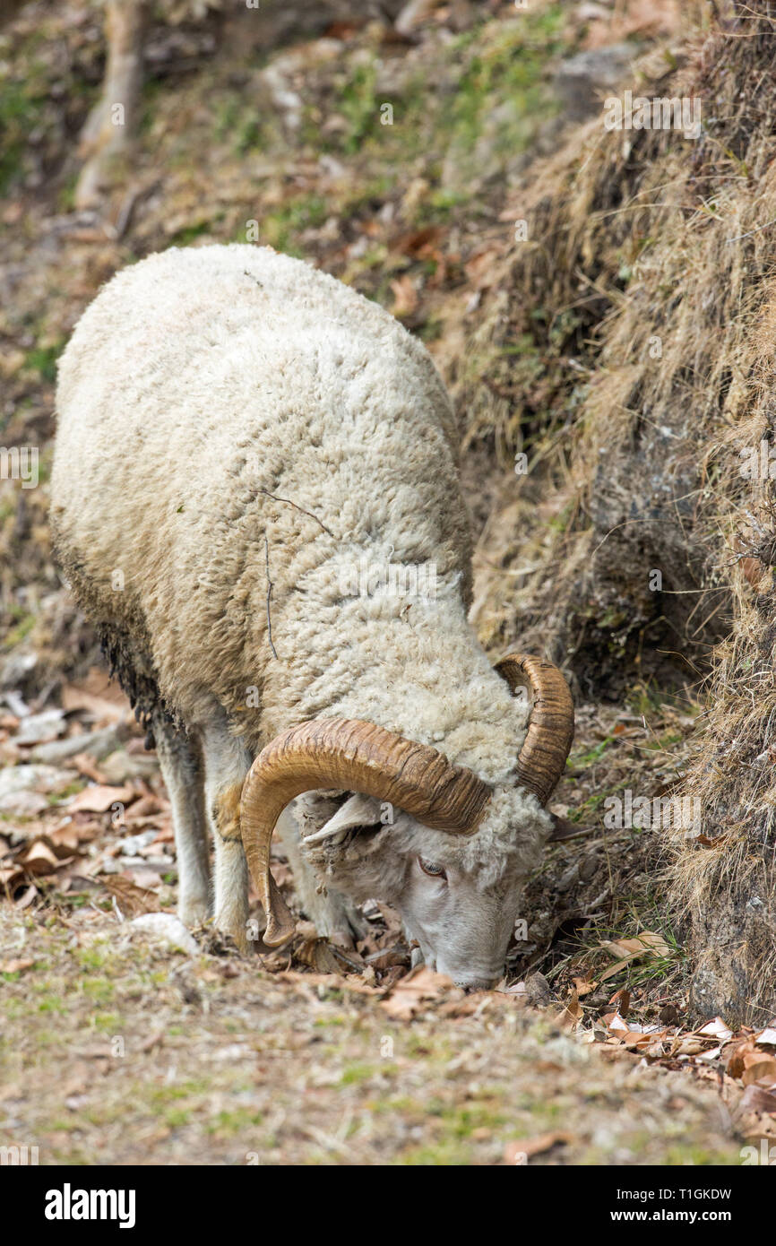 Gli animali domestici delle specie ovina (Ovis aries). Una razza di montagna, uno di un gregge, un cornuto ram, facendo del suo meglio per trovare alcuni vegetazione verde su cui pascolano su un Himalayan foothill. L'inverno. Febbraio. India del nord.​​ Foto Stock