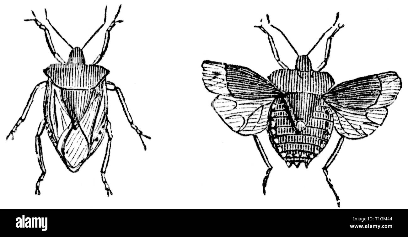 Taglio di legno intagliato, illustrazione presa da "tesoro di storia naturale' da Samuele Maunder, pubblicato 1848 Foto Stock