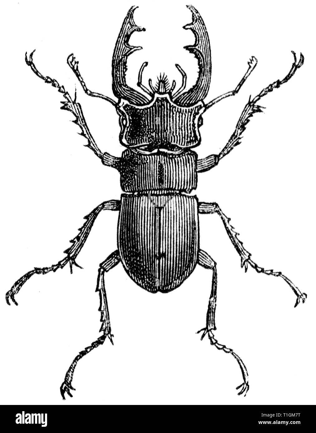 Taglio di legno intagliato, illustrazione presa da "tesoro di storia naturale' da Samuele Maunder, pubblicato 1848 Foto Stock