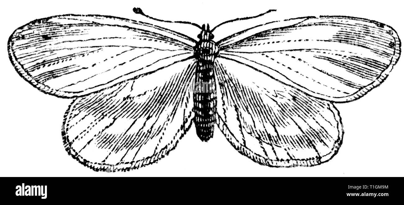 Taglio di legno intagliato, illustrazione presa da "tesoro di storia naturale' da Samuele Maunder, pubblicato 1848 Foto Stock
