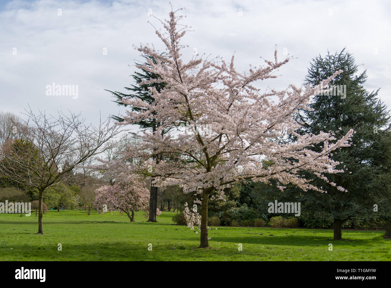 Un Apple Blossom tree in piena fioritura in Bute Park Cardiff, Regno Unito Foto Stock