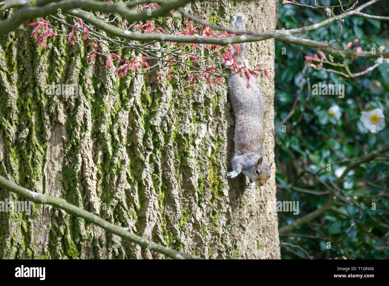 Uno scoiattolo grigio si arrampica verso il basso un albero testa prima Foto Stock
