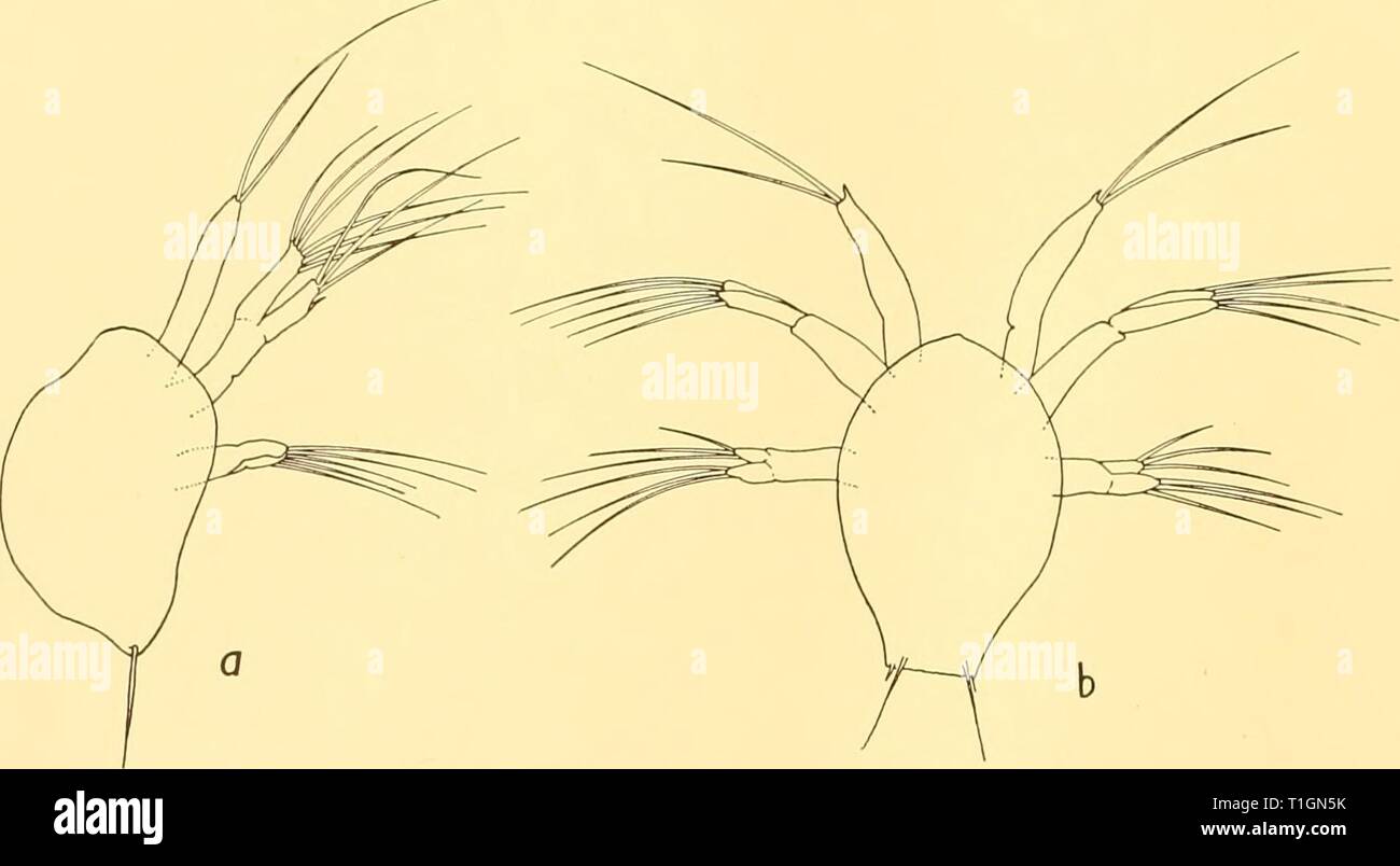 Scoperta dei report (1937) Rapporti ricerche discoveryreports14inst Anno: 1937 20 relazioni di ricerca Tabella V. il verificarsi della seconda stazione Nauplius data profondità m. Numero lunghezza mm. Commento 54° 546 558 WS480 WS 483 WS484 WS486 19. xii. 30 20. xii. 30 29. xii. 30 16. xi. 29 21. xi. 29 21. xi. 29 21. xi. 29 250-100 250-100 200-100 500-200 500-250 750-500 500-250 I I I I I I I 070 0-68 0-65 0-65 0-63 0-66 0-69 femmina con ingrandimento ovarico in rete di un provino danneggiato il contorno del corpo in aspetto dorsale è sostanzialmente ovale (Fig. zb), troncata in corrispondenza della estremità posteriore e tende a essere appuntita, piuttosto che Foto Stock