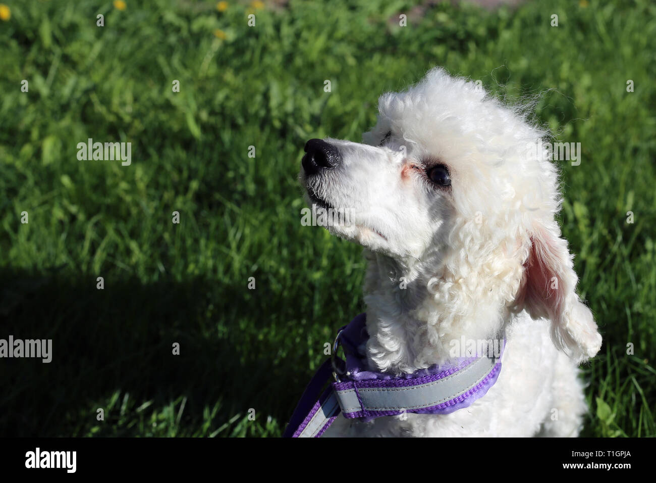 Bianco in miniatura giovane cane barboncino fotografato durante una giornata di sole all'esterno. Il cane ha viola guinzaglio e non c'è erba verde sullo sfondo. Foto Stock