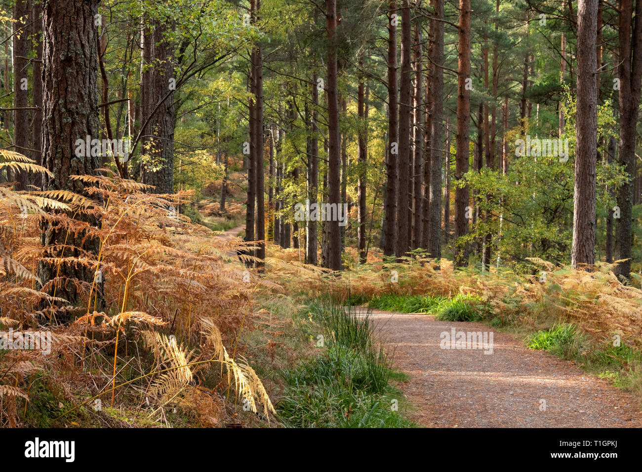 Percorsi tortuosi Pineta in autunno nei pressi di Fochabers, murene, a nord est della Scozia, Regno Unito Foto Stock
