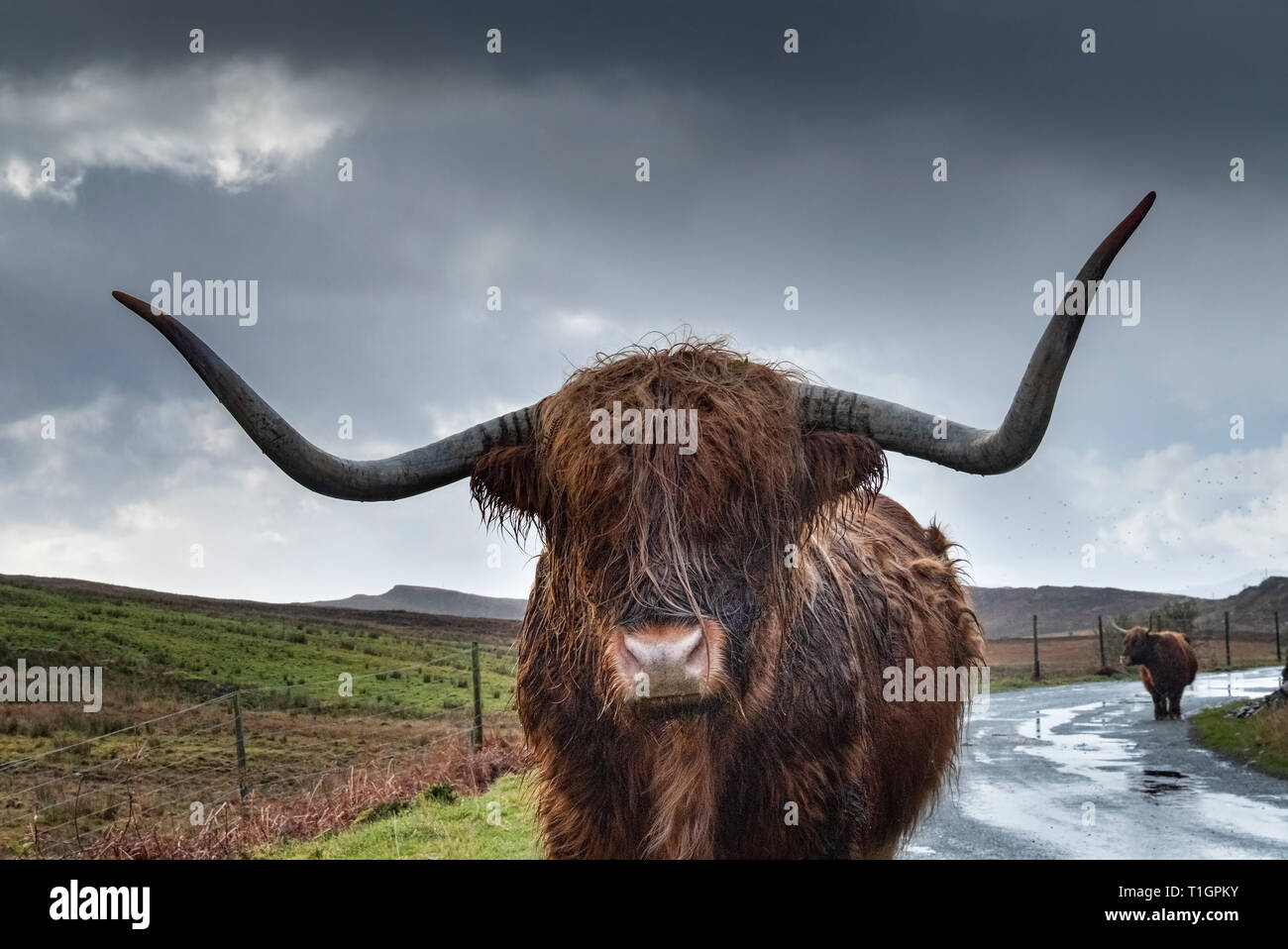 Highland bovini vicino Elgol, Isola di Skye, Ebridi Interne, Scotland, Regno Unito Foto Stock