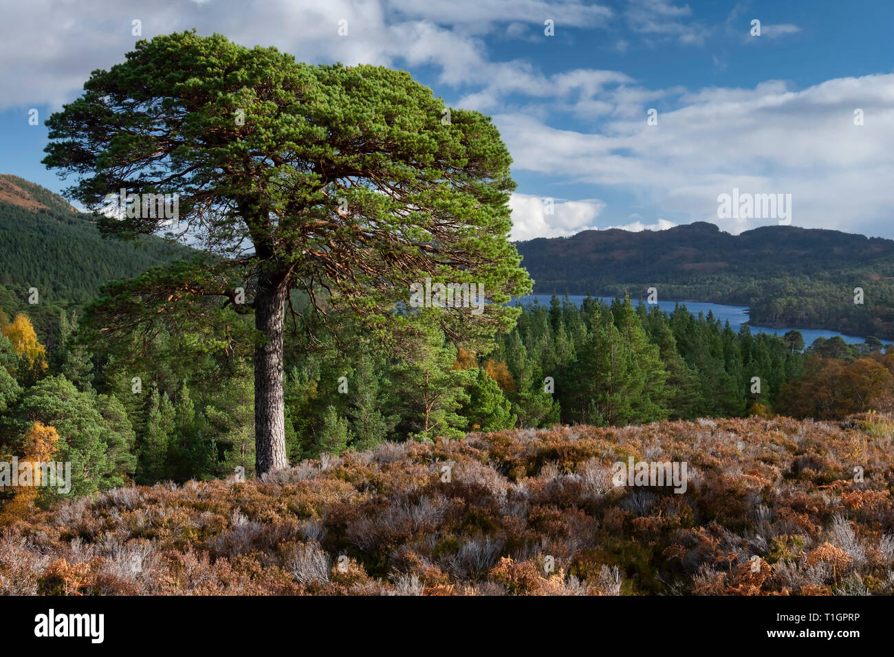 Altezza di pino silvestre sopra Glen Affric in autunno, Glen Affric, Highlands, Scotland, Regno Unito Foto Stock