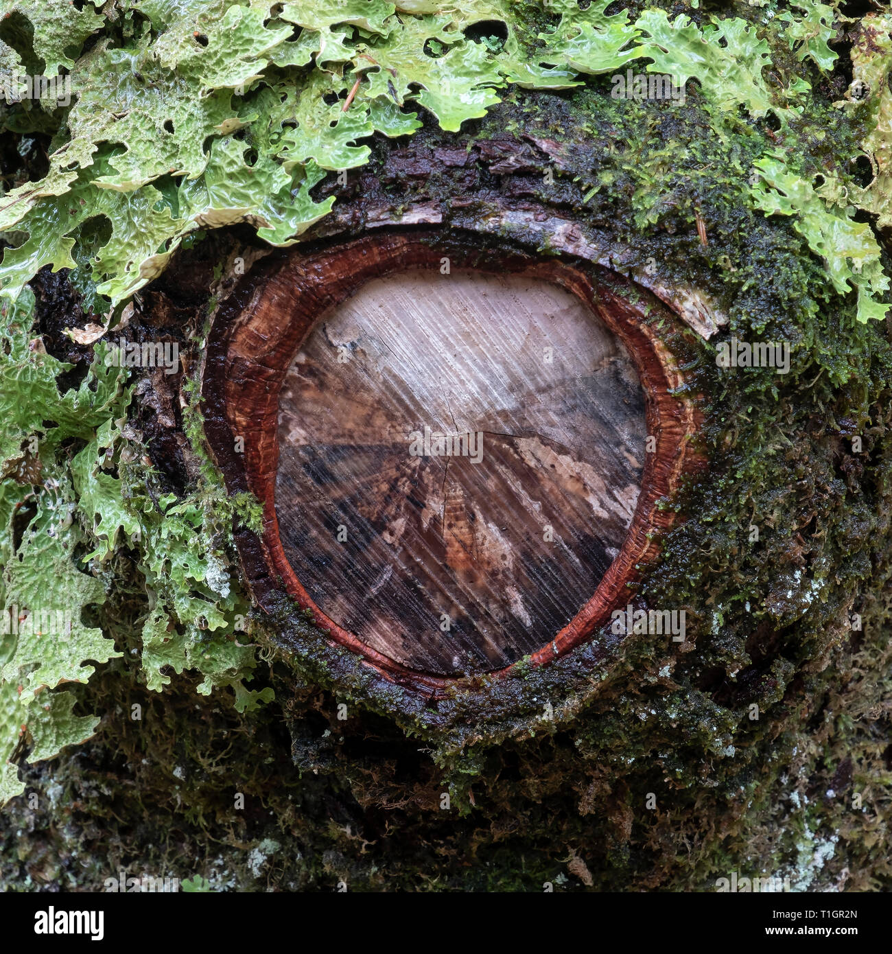 Il Lichen coperto tronco di albero dettaglio nella foresta di Lael, vicino a Ullapool, Ross and Cromarty, Highlands scozzesi, Scotland, Regno Unito Foto Stock