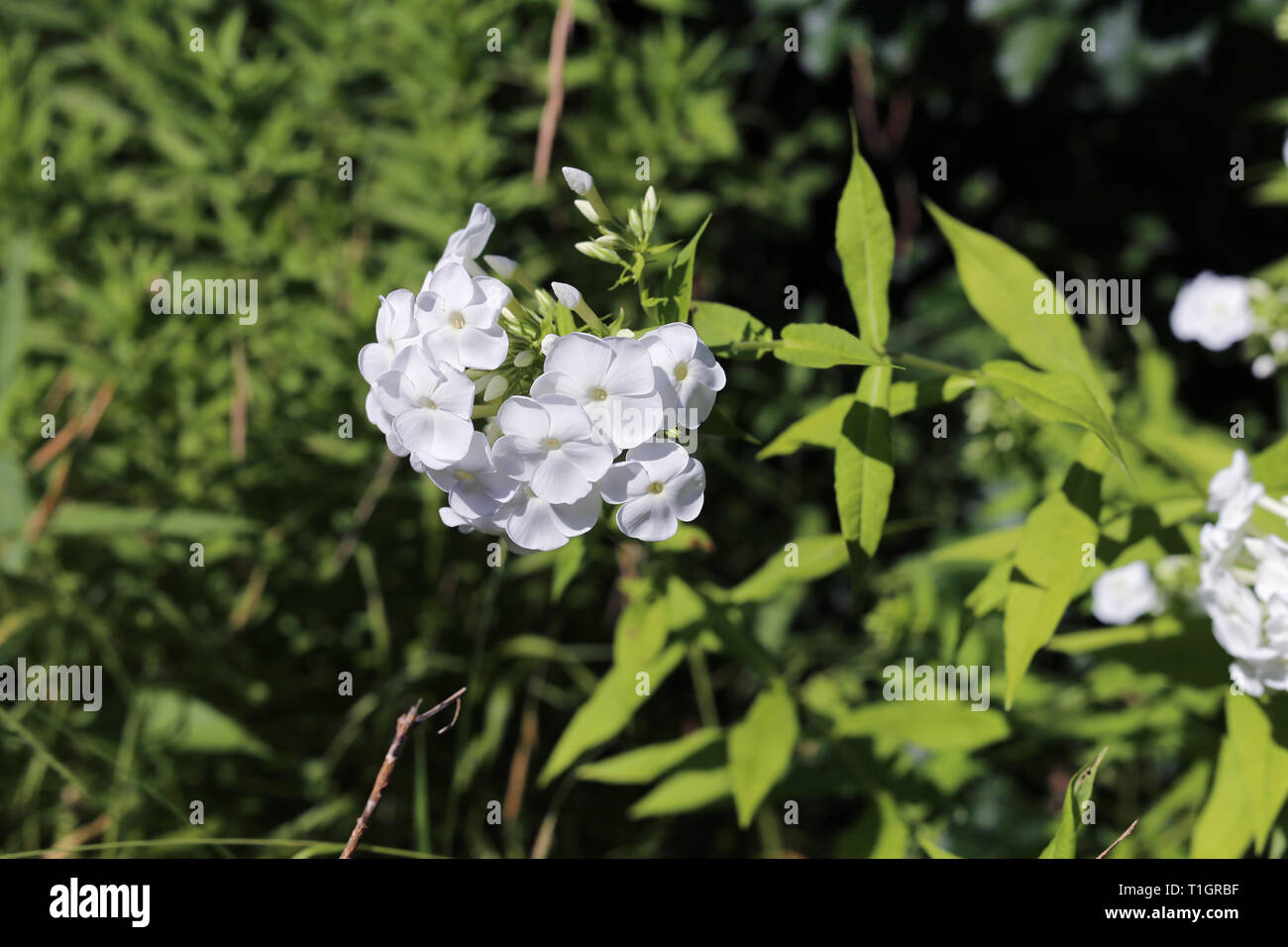 Splendida fioritura fiori bianchi con alcune foglie verdi fotografato durante una soleggiata giornata estiva. Bella fiori freschi rappresentano la bellezza della natura. Foto Stock