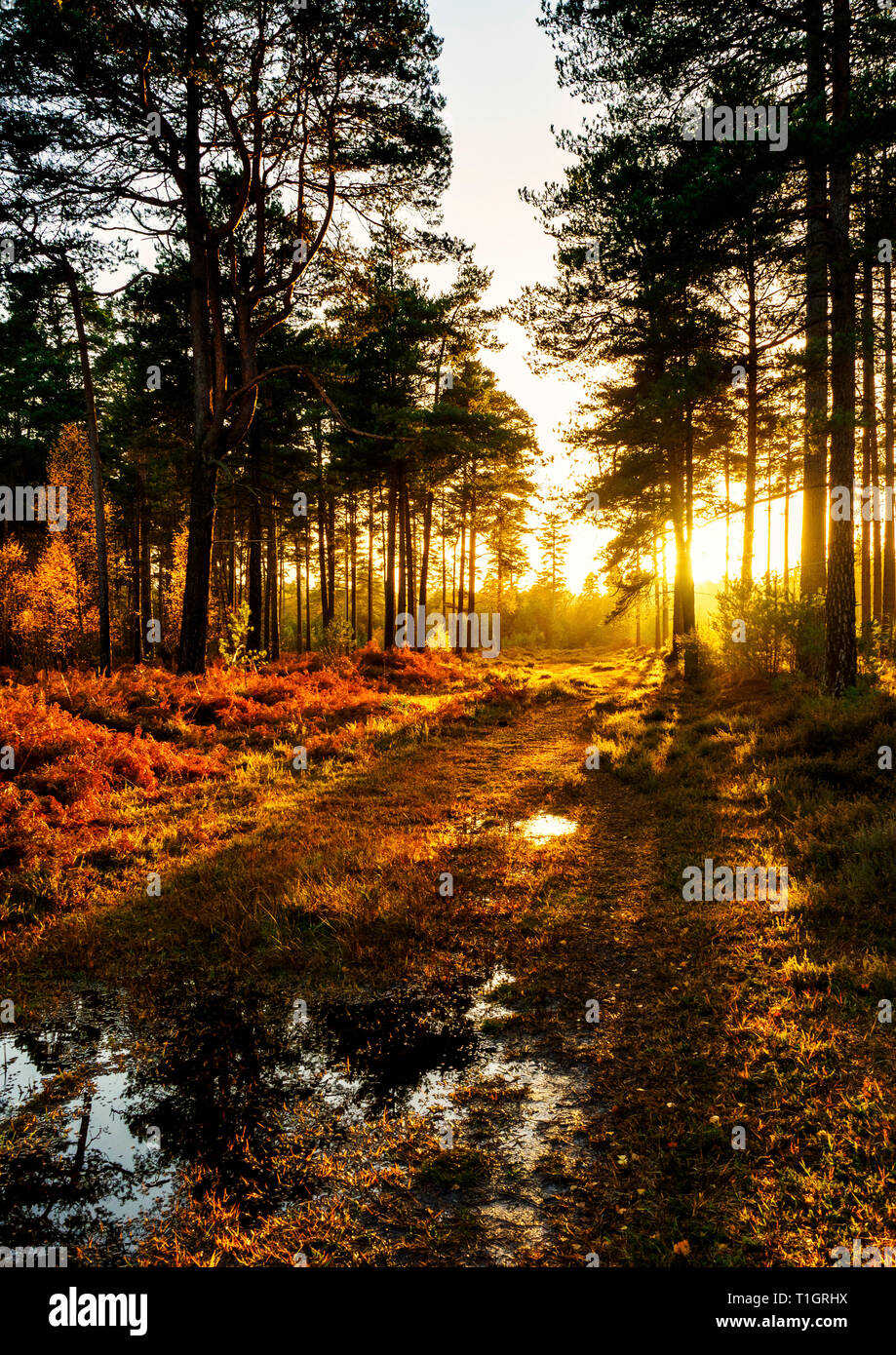 Un tripudio di autunnale di luce dorata tra gli alberi a Vinney Ridge in New Forest, Hampshire. Ripreso nel novembre 2018. Foto Stock