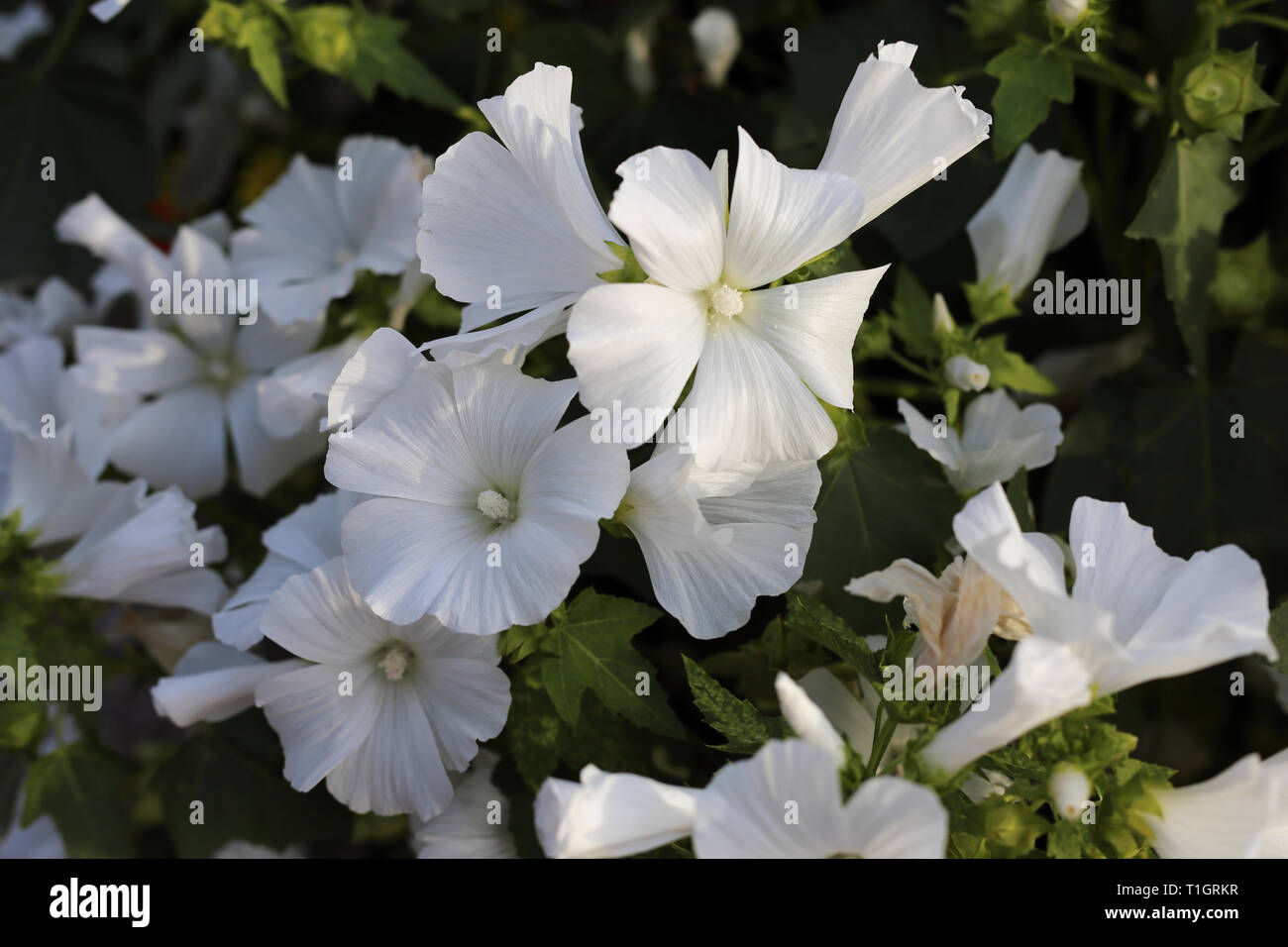 Splendida fioritura fiori bianchi con alcune foglie verdi fotografato durante una soleggiata giornata estiva. Bella fiori freschi rappresentano la bellezza della natura. Foto Stock