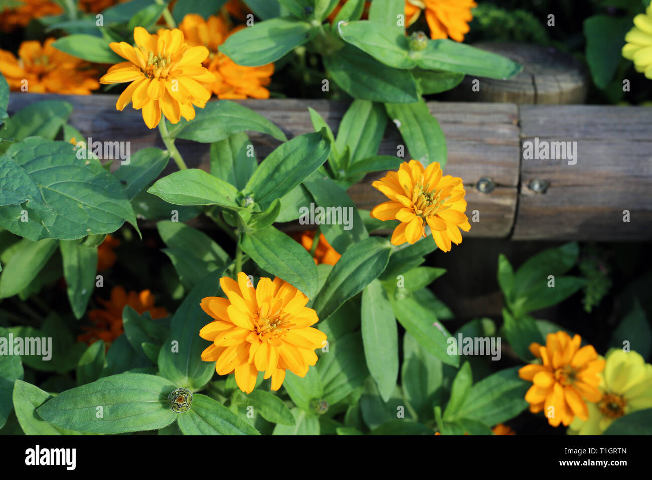 Splendida fioritura di fiori d'arancio con abbondanza di foglie verdi fotografato durante una soleggiata giornata estiva. Incantevole e fiori colorati con un sacco di dettagli. Foto Stock