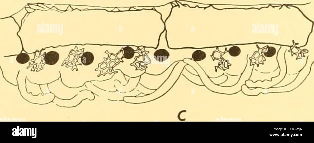 Rapporti di ricerca (1940) Rapporti ricerche discoveryreports18inst Anno: 1940 7, -3 - m I Fig. 2. Promachocrimis keiguelemis. a, radials, costals, axillaries e brachials inferiore di esemplari di età diversa; i numeri accanto a figure sono quelli dei segmenti più a lungo di cirrus periferico di ciascun campione; io e 2 x 13; 3 e 4, xy. B, quarto al quindicesimo brachials mostra le superfici dorsali sollevata in patch spinoso, x 11. c, lato più grande-piastre trovati nella parte distale pinnule di esemplari da Isole Sandwich del Sud, X47. Foto Stock