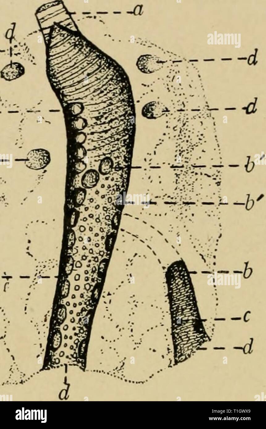 Le malattie del pollame; la loro eziologia, malattie del pollame; la loro eziologia, diagnosi, trattamento e prevenzione diseasesofpoultr00pera Anno: 1915 148 malattie del pollame -- estremità posteriore del suo polmone in cui essa si apre nell'aria addominale sac. Questa relazione è mostrata in Fig. 26. Il Bronco primario dà off secondaria dei bronchi che si irradiano verso la superficie dei polmoni. Il secondario dei bronchi dare più piccoli rami radiante, il terziario dei bronchi. Primario e Secondario dei bronchi rimangono praticamente uniforme - -d diametro attraverso- â .,.-. la loro intera lunghezza. Per la maggior parte di questi Foto Stock