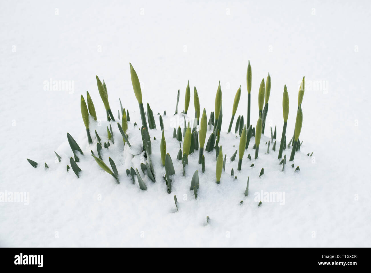 Narciso. Daffodil steli nella neve nel villaggio di Leadhills, South Lanarkshire, Scozia Foto Stock