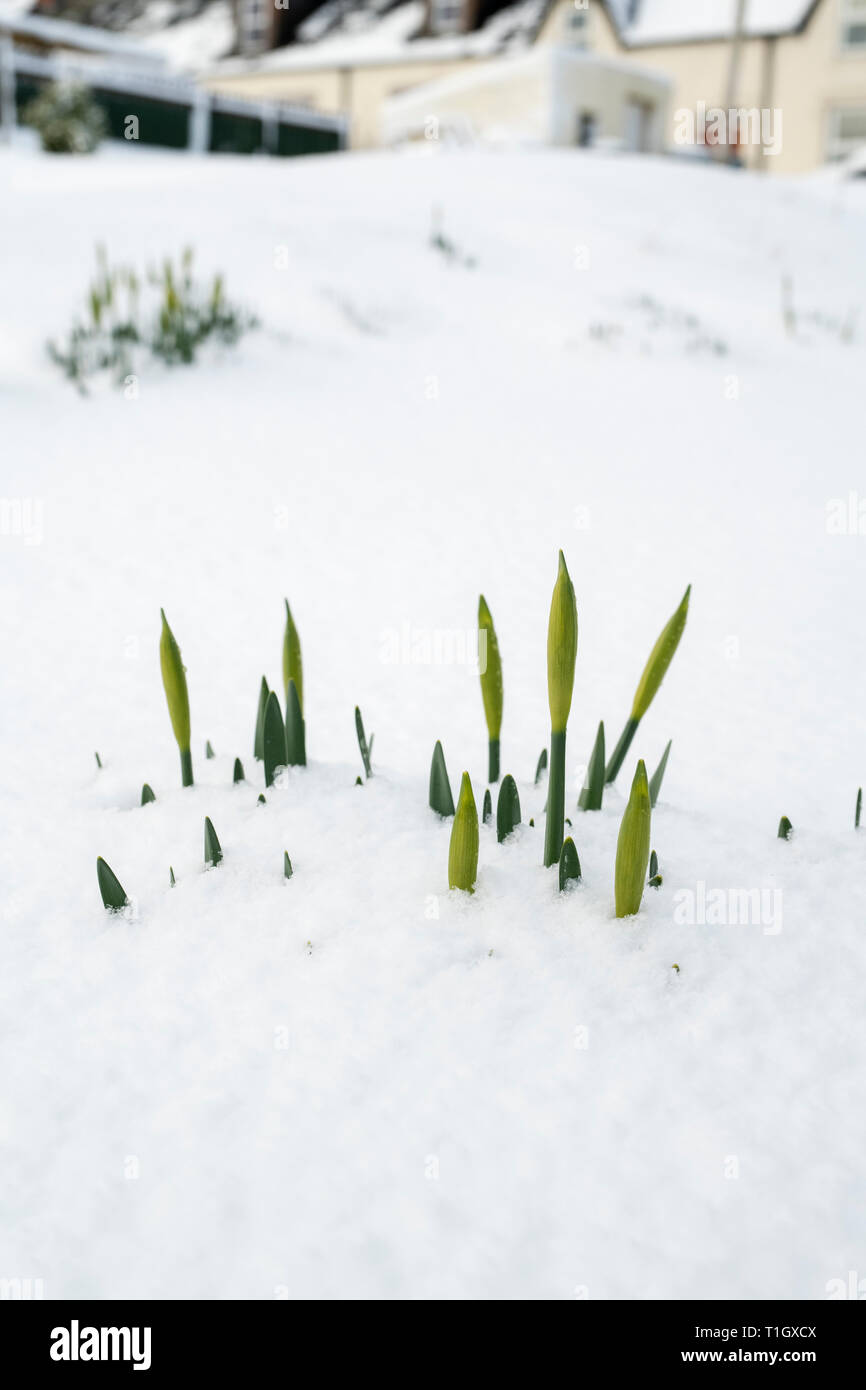 Narciso. Daffodil steli nella neve nel villaggio di Leadhills, South Lanarkshire, Scozia Foto Stock