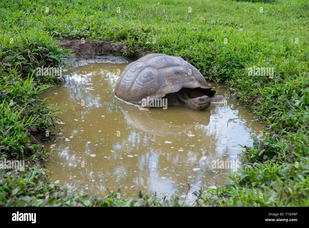 Una tartaruga gigante che riposa in uno stagno nelle isole Galapagos Foto Stock