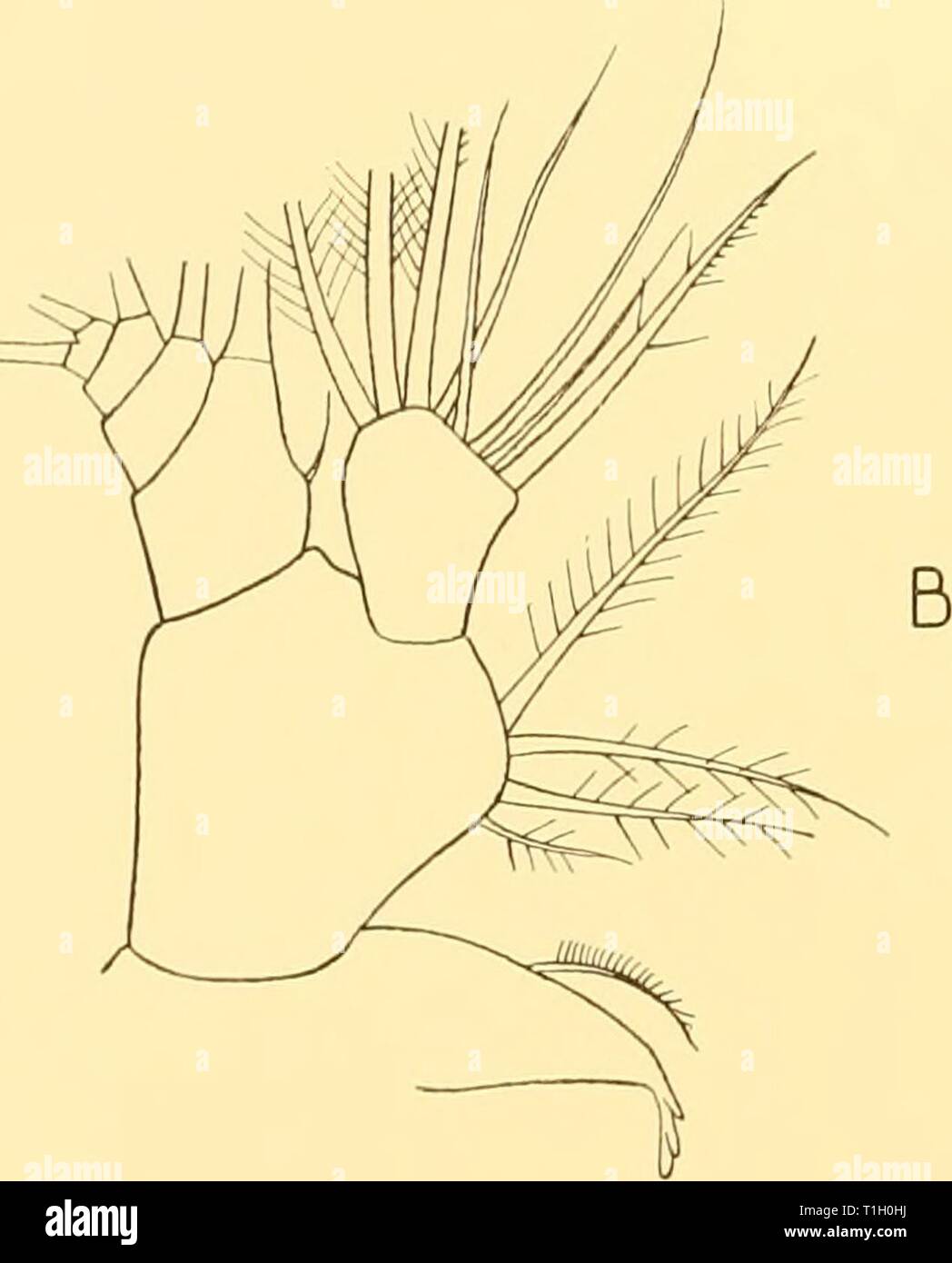 Rapporti di ricerca (1934) Rapporti ricerche discoveryreports09inst Anno: 1934 mandibola del segmento i con una forte colonna vertebrale, ma senza processo molare; exopod con cinque setae; endopod indiviso, piastra con sei setae o spine. La fase III, R. cornutus. Lunghezza 0-65-0-70, media o-66 mm. Il corpo più allungata, la lunghezza di circa 3J volte maggiore larghezza. Regione Furcal (Fig. 2 C) schisi, ogni ramo portante un dorso corto sulla superficie ventrale, un terminale della spina dorsale, e un terminale interno morbida seta. La spina dorsale di destra è più lunga di quella di sinistra, ma solo circa un decimo della lunghezza del corpo. Antennule con sei setae terminale, Foto Stock