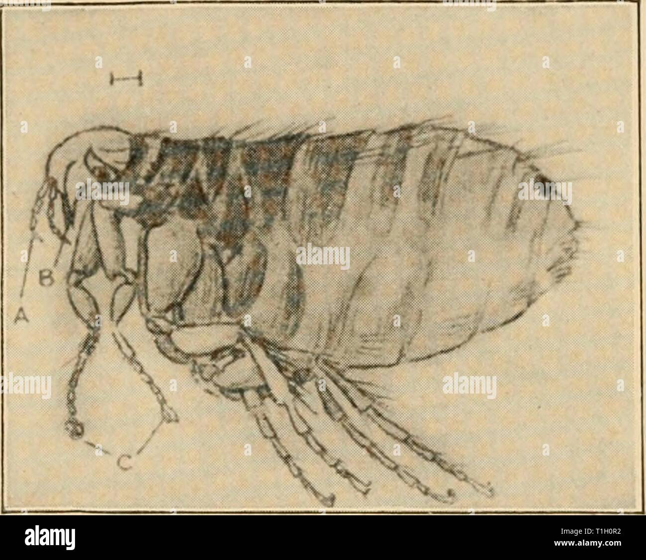 Le malattie del pollame; la loro eziologia, malattie del pollame; la loro eziologia, diagnosi, trattamento e prevenzione diseasesofpoultr01pera Anno: 1915 parassiti esterni 231 Le pulci sono forniti con molto affilato bocche di perforazione. Essi sono quelli che vengono chiamati "parassiti parziale'-parassiti che solo andare a loro eserciti per l'alimentazione. Le pulci non sono notati sugli uccelli perché generalmente il loro attacco di notte; ma poi fare molto male, causando una costante irri- tazione e perdita di sangue, e privandoli di riposo. "Life-history di lien Flea. - La pulce femmina depone le uova (NIT) principalmente nei nidi Foto Stock