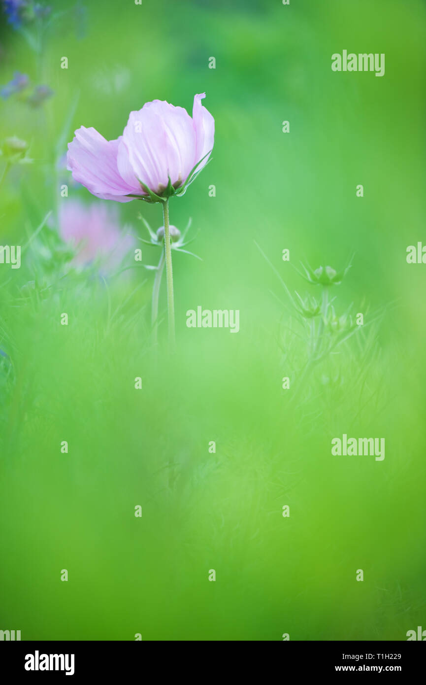 Cosmo fiore (Cosmos bipinnatus) nel giardino. Foto Stock
