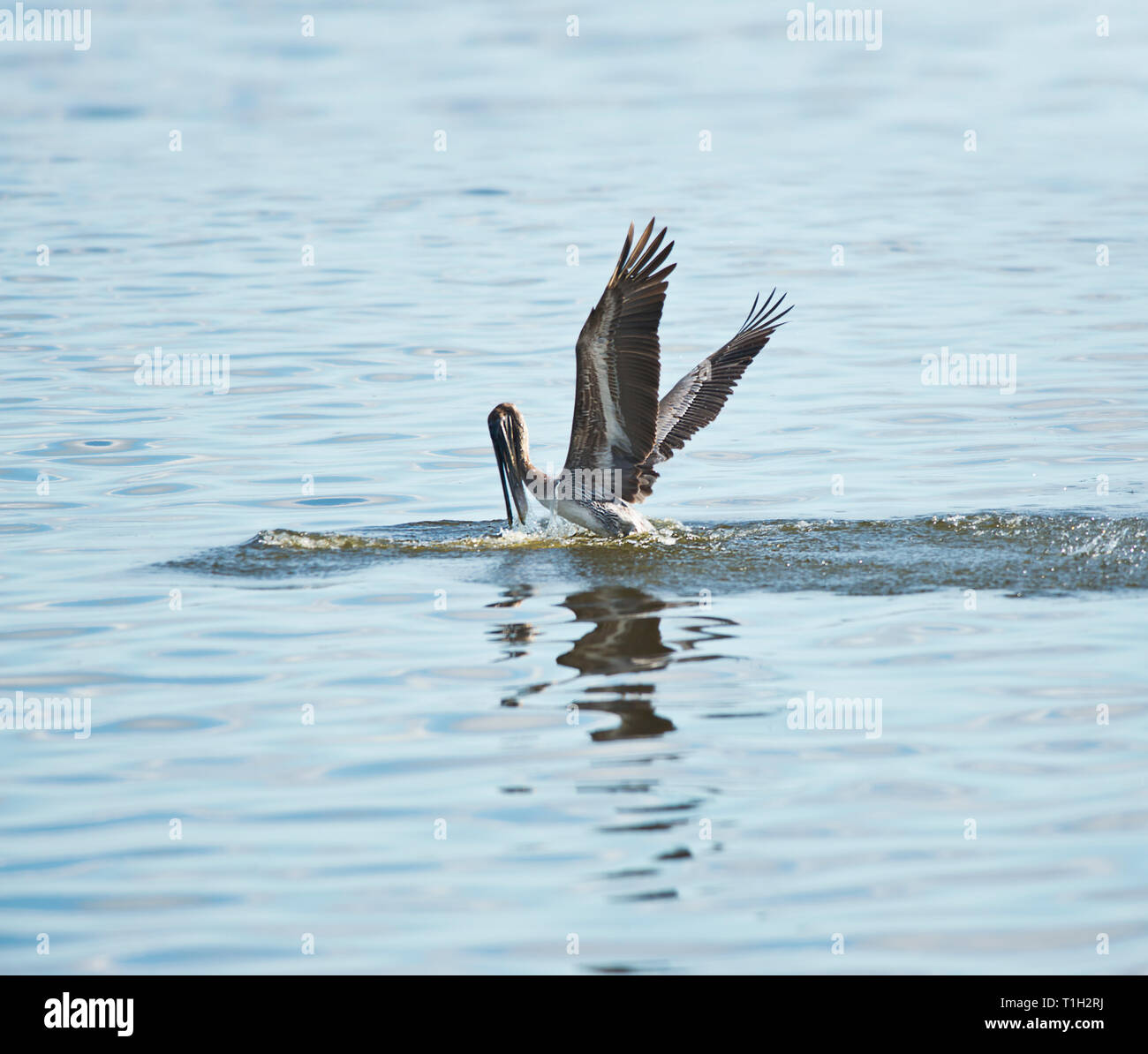 Brown pelican pesca nel lago della Florida Foto Stock