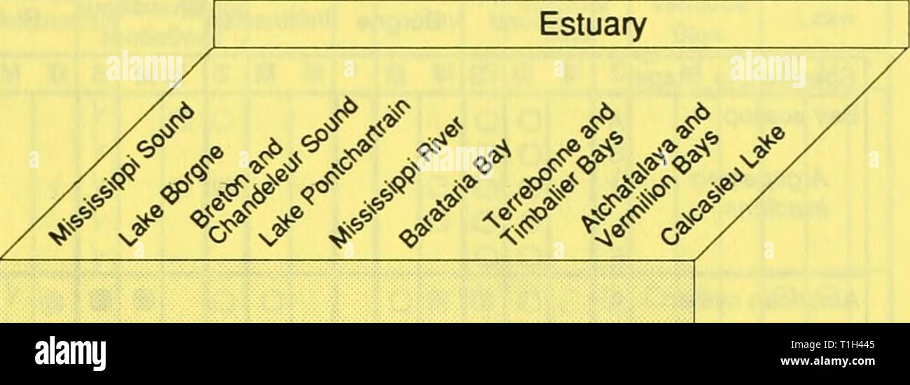 Distribuzione e abbondanza di pesci di distribuzione e abbondanza di pesci e invertebrati in centrale del Golfo del Messico gli estuari distributionabun1991Unità Anno: 1991 Tabella 2. La distribuzione spaziale e la relativa abbondanza di indice per la tabella 2. Posizione della pagina della distribuzione spaziale della tabella per ciascuna specie e di estuario. E comune Nome scientifico Bay smerlo (Argopecten irradians) American oyster {Crassostrea virginica) Comune rangia {Rangia cuneata) Disco clam {Mercenaria specie) Bay calamari (Lolliguncula brevis) marrone (gamberetti Penaeus aztecus) Gamberetti rosa {Penaeus Duorarum) bianco {gamberetti Penaeus setiferus Foto Stock