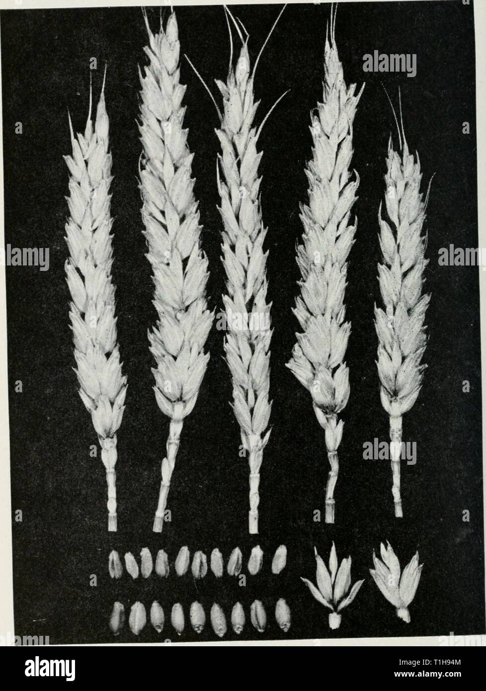 Malattie del frumento, avena, orzo, malattie del frumento, avena, orzo, e segale diseasesofwheato48boew Anno: 1960 58 ILLINOIS STORIA NATURALE CIRCOLARE SONDAGGIO I8 periodo di vears, ammonta a circa il 0,1 per cento del raccolto, ma nel 1938 e 1949 una stima di 0,5 per cento riduzione m la resa era causato dalla malattia. Mi fi&lt;r 18 elume basale rot sul grano. Infezione batterica si scolora e rotshe ba;; di glume?. Basi del kernel da malata sp.kelets, fila superiore, sono scoloriti e raggrinzito. Foto Stock