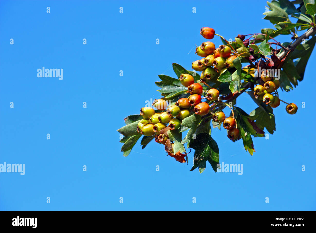 Frutti di biancospino (Crataegus monogyna) sul ramo, nativo di Europa, Africa nord-occidentale e Asia occidentale Foto Stock