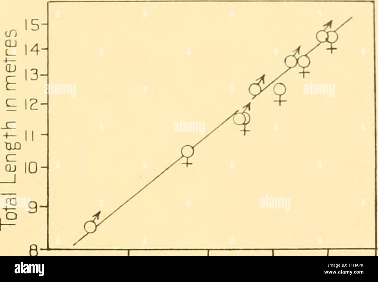 Rapporti di ricerca (1938) Discovery discoveryreports report17inst Anno: 1938 media di misura N''] in metri Fig. 62. Humpback Whale. Tracciatura logaritmica di lunghezza totale contro la misura n. 3. Punta del muso di blow-foro. 20 Z5 30 3-5 4'0 Media di Misura N5 4 in nnetres Fig. 63. Humpback Whale. Tracciatura logaritmica di lunghezza totale contro la misura n. 4. Punta del muso a angolo di gape. Foto Stock