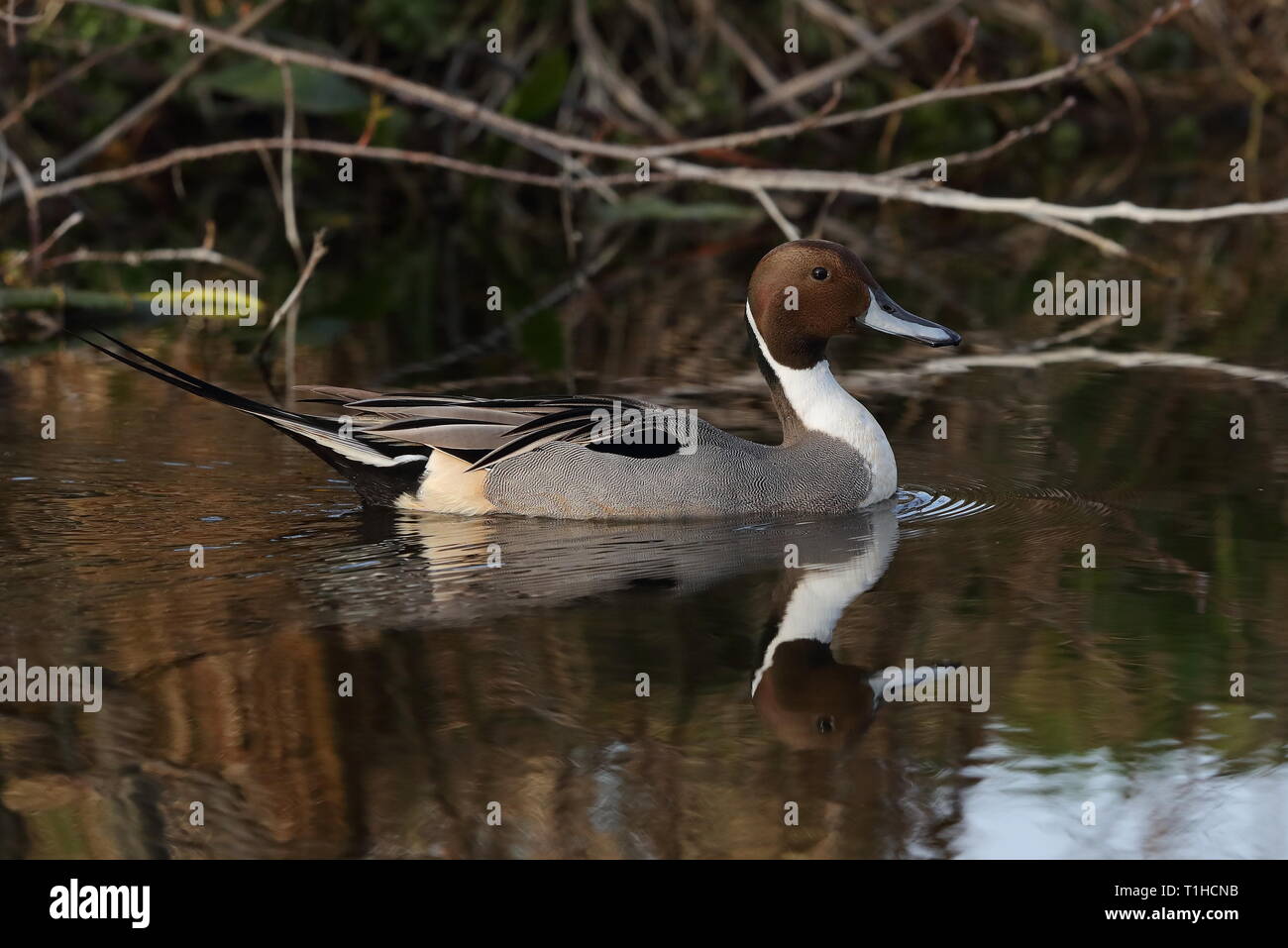 Drake Northern Pintail su Priory stagno Foto Stock