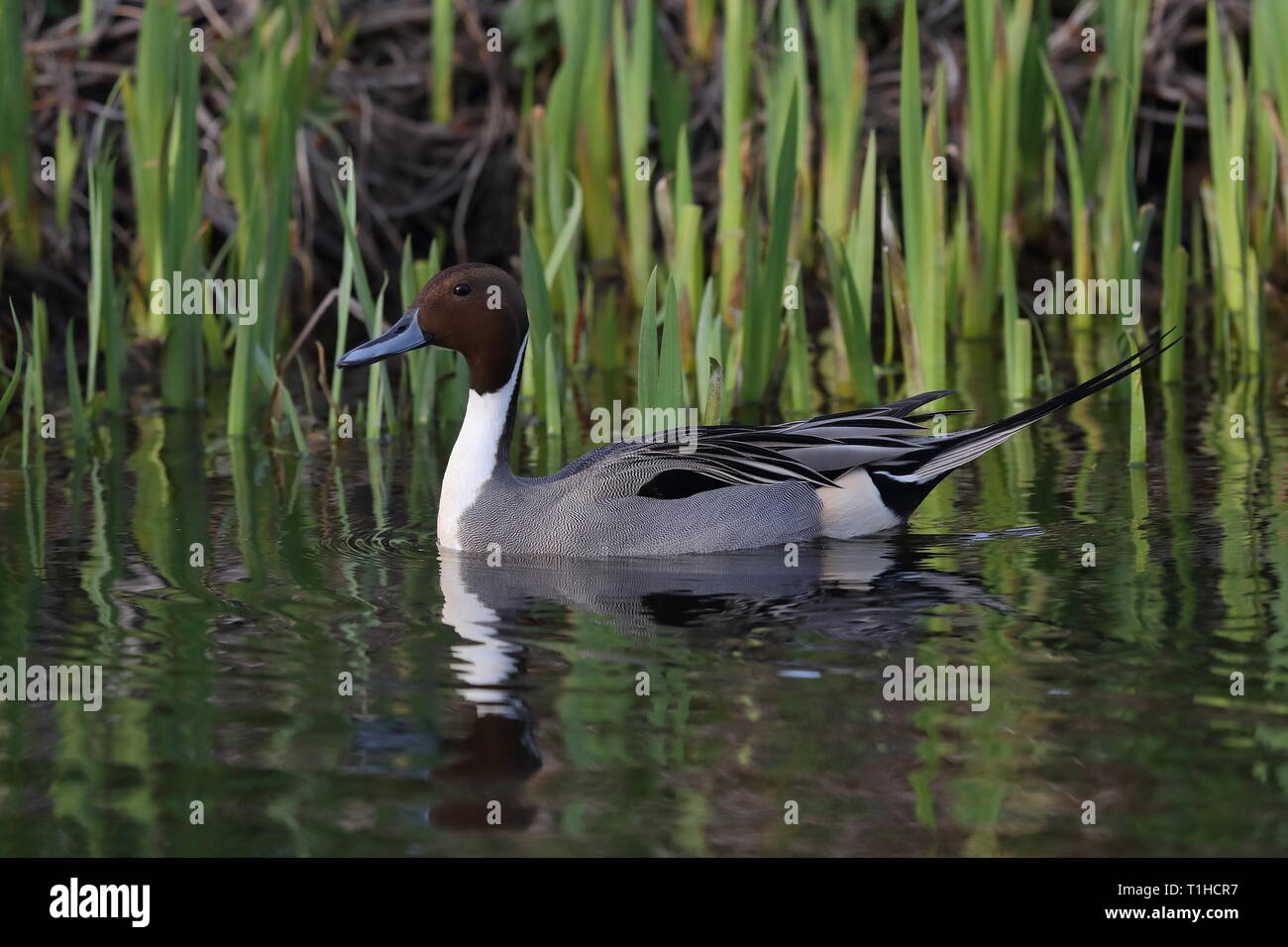 Drake Northern Pintail su Priory stagno Foto Stock
