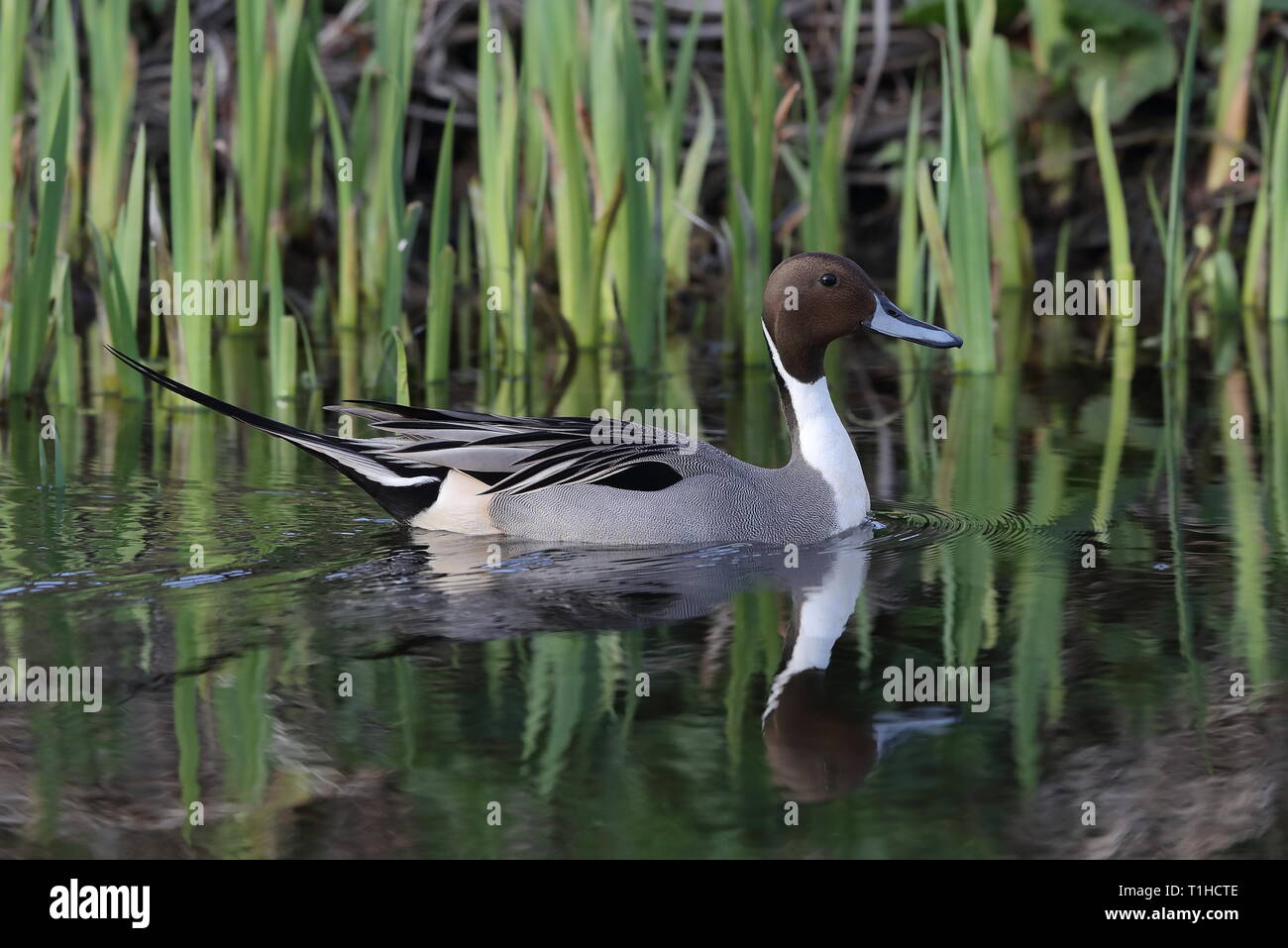 Drake Northern Pintail su Priory stagno Foto Stock