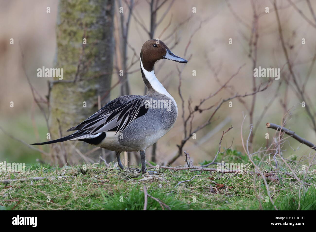 Drake Northern Pintail su Priory stagno Foto Stock