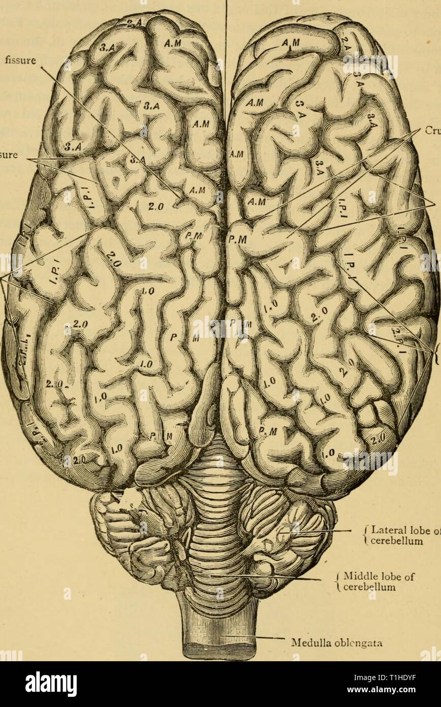 Le malattie e i disturbi di malattie e disturbi del cavallo : un trattato di medicina equina e chirurgia diseasesdisorder00gres Anno: 1886 92 grande fessura longitudinale tra gli emisferi del cervello di fessura cruciale i.ateral Ireat fessura obliqua cruciale di fessura fessura fessura laterale grande fessura obliqua / lobo laterale di I il cervelletto lobo centrale di t il cervelletto, micollo allungato brain-Aspetto Superiore. Foto Stock