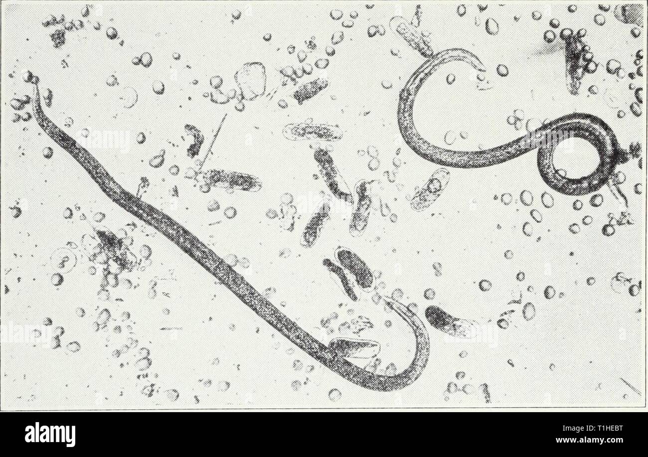 Malattie di frutta e noci Malattie di frutta e noci diseasesoffruits120smit Anno: 1941 142 California Servizio di Dilazione Agricolo [Cir. 120 fresco tagli di potatura con solfato di zinco 2 libbre per 1 gallone di acqua; o (4) di movimentazione dei pezzi di zinco o ferro zincato o zincato chiodi nel fusto. Il metodo migliore in ogni caso è menzionato sotto singoli host. Nematodi, EELWORMS nematodi che attaccano le piante sono vermetti scarsamente visibile a occhio nudo che entrano o attaccarsi alle diverse parti come radici, steli, germogli, lampadine o foglie e continuare la loro esistenza in l Foto Stock