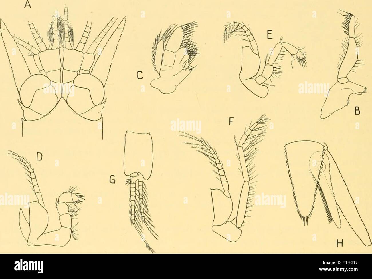 Scoperta dei report (1957) Rapporti ricerche discoveryreports28inst Anno: 1957 160 rapporti ricerche Hansen figure telson con i margini laterali convessi a circa un terzo della distanza dalla base, ma in tutti i campioni di rilevamento sono quasi rettilineo e convergente in modo uniforme per l'apice arrotondato. Esse sono armate per tutta la loro lunghezza con 24-27 piccole spine regolari e l'apice è armato con una coppia di lunghi esili spine che sono un po' al di là di lasciare una caratteristica gap nella linea mediana (Fig. 39 H). Il rostro, che non è citato da Hansen, è appuntita e breve Foto Stock