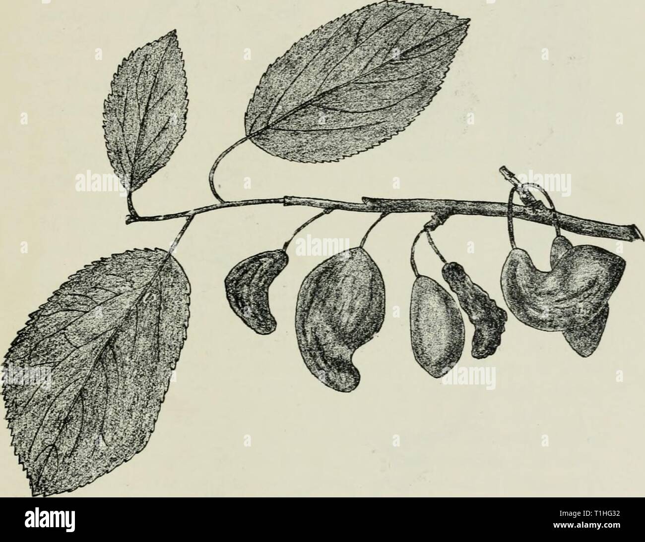 Le malattie delle piante indotte da malattie delle piante indotta da crittogamica parassiti; introduzione allo studio dei funghi patogeni, limo-funghi, batteri e alghe diseasesofplant00Tubo Anno: 1897 IL EXOASCEAE parassita. 155 mentre la pietra, incluso l'embrione, rimane recedono. (Fig. 49.) Il "pocket-Susine " (stolti o vescica-prugne) fino a secco, e restano sospesi sull'albero fino all'autunno. De Bary trovato sul prugna un appassimento del calice e stami derivanti dallo sviluppo della hymenium di questo Exoascus; sull'uccello ciliegia, secondo Magnus e Wakker, ampliamento dell'stami si verifica. S Foto Stock