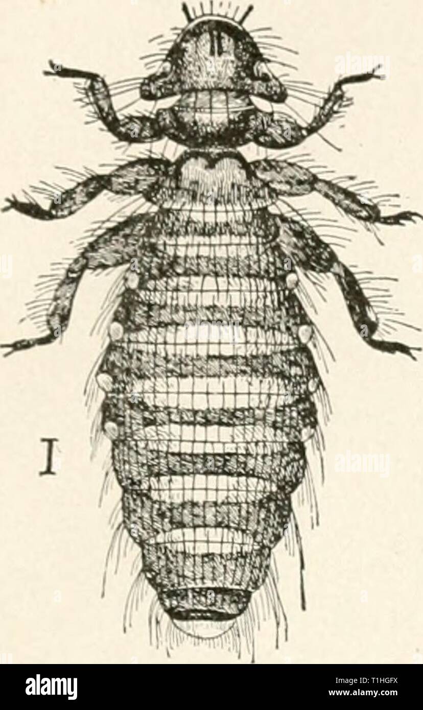 Le malattie del pollame (1899) le malattie del pollame diseasesofpoultr00salmrich Anno: 1899 DISKASKS DI POULTKV. 175 inj;- schede allentate e scoprendo così i parassiti che la misura della peste può essere apprezzato. È opportuno ricordare a tutte le volte che il dispositivo esterno parassiti animali sono la più comune e più frequente causa di trou- ,?#'Sx hie nel pollame-5ard e Wii)  pigeon-cote. Se gli uccelli non sono fiorenti e conducendo lititiiJiaa, essi stessi in modo soddisfacente, guardare fetaia:f per questi parassiti, prendere provvedimenti I ' ! Per reprimerli, e nella maggior parte dei fi$ti3|M,i casi i risultati saranno Foto Stock