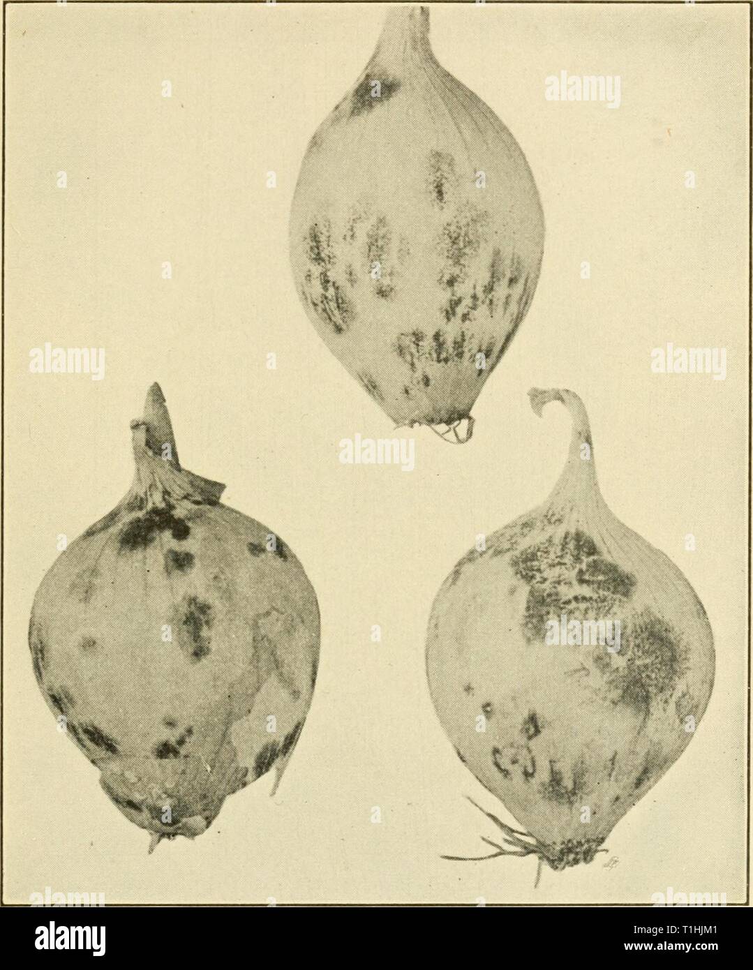 Malattie delle piante economica (1921) malattie delle piante economica diseasesofeconom01stev Anno: 1921 vegetale e colture di pieno campo 207 il campo. Il collo della cipolla, dove la parte superiore è stata tagliata, è rivestito con un fuzzy, pallido marrone o grigio dello stampo e della successiva Fig. 110. - Nero-spot che mostra la variazione. Originale. Questa zona porta pochi o molti neri sclerozi. Lo stampo oc- curs anche in acqua-bagnato fradicio macchie sulle foglie e teste di seme. Lampadine malato non devono mai essere esposti. Tutti i rifiuti malati dovrebbero essere distrutti. Il prodotto deve essere completamente indurito e asciugare prima di riporlo. Foto Stock