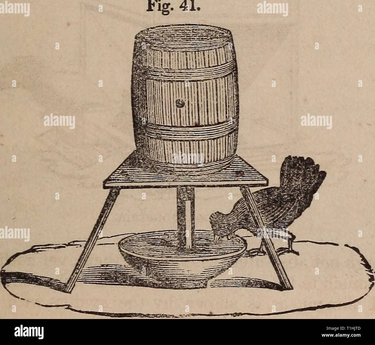 Animali domestici (1859) animali domestici domesticanimals00tutto l'anno: 1859 galline il loro cibo. Grani 217 dove si possono acquistare presso la loro opzione e selezionare come il loro appetito craves. Essi sono anche appassionato di latte, e specialmente quando è stata- venire coagulato ; e in realtà poco commestibile qualsiasi sfugge a loro avviso. Esse cautamente pick up la maggior parte dei rifiuti garbage intorno i locali, e spigolare molto del loro sostentamento da quello che altrimenti sarebbe diventato offensivo; e da loro la distruzione di innumerevoli insetti e vermi che essi rendono un grande aiuto per il giardiniere. Naturalmente i loro mai occupato propen Foto Stock