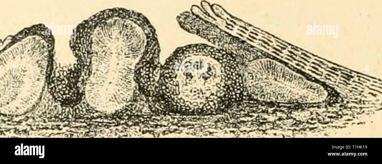 Le malattie delle piante indotte da malattie delle piante indotta da crittogamica parassiti; introduzione allo studio dei funghi patogeni, limo-funghi, batteri e alghe diseasesofplants00Tubo Anno: 1897 208 ASC'OMYCETES. sarà trovato cambia da giallo a nero sul conto dell'periderm e lo stroma morto diventando più scuro. Sui rami morti i grandi cuscini di fructifications sarà trovato per includere: (a) perithecia con un esterno presenta verrucosa e pori impostato in una depressione; (b) grandi pycnidia, levandosi in piedi fuori dalla i cuscini, marrone con rivestimenti lisci e piena di composto multiseptate conidi (Fig. 99, b; Foto Stock