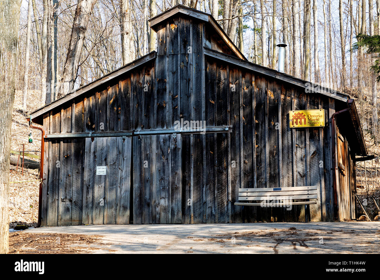 Capanna di zucchero in zucchero d'acero bush Ontario Canada Foto Stock