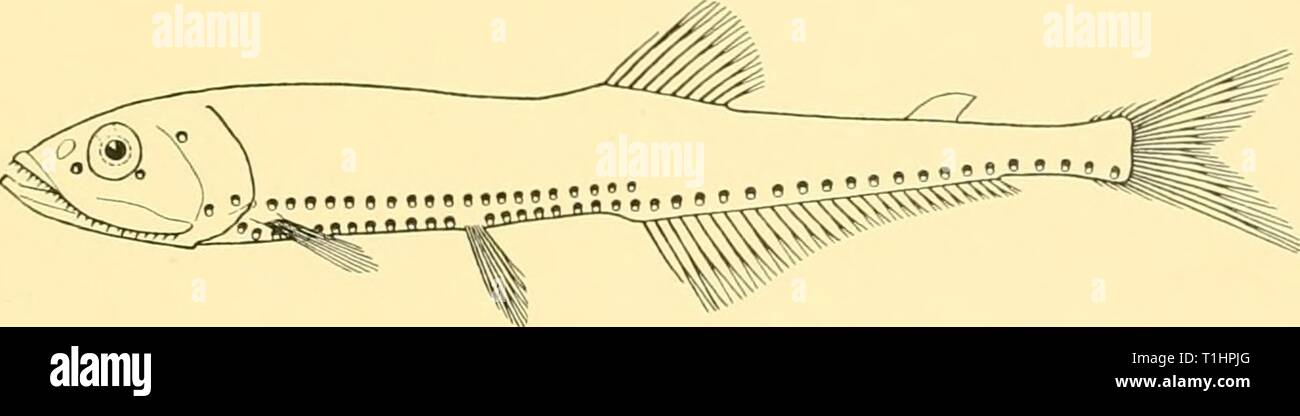 Rapporti di ricerca (1929) Discovery discoveryreports report21931inst Anno: 1929 GONOSTOMATIDAE 289 San 273. 31. vii. 27. 9° 38' 00' S, 12° 42' 30' E. io m. tow-net, oblique, 118 (-0) m.: 8 esemplari, 33-45 mm- San 276. 5. viii. 27. 5° 54' 00' S, 11° 19' 00' E. 1 m. il traino-net, oblique, 110 (-0) m.: 2 esemplari, 40-50 mm. Profondità del corpo 61 a 7 di lunghezza, la lunghezza della testa 4i a 4!. Muso un po' più di occhio, il cui diametro è di 4i a 5: nella lunghezza della testa e circa uguale alla larghezza interorbital. Circa 12 Gill-rakers sulla parte inferiore del passaruota anteriore. Pinna dorsale 10-12; origine circa equidistante da b Foto Stock