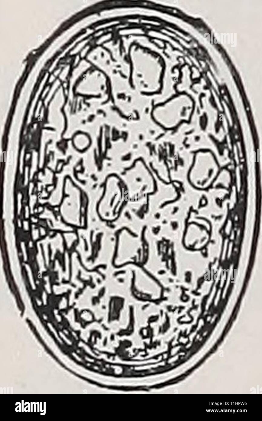 Sale Eco Bianco In Blocchi 5kg - Integratore Minerale Per Bovini, Ovini, Caprini E Suini - Foto 2