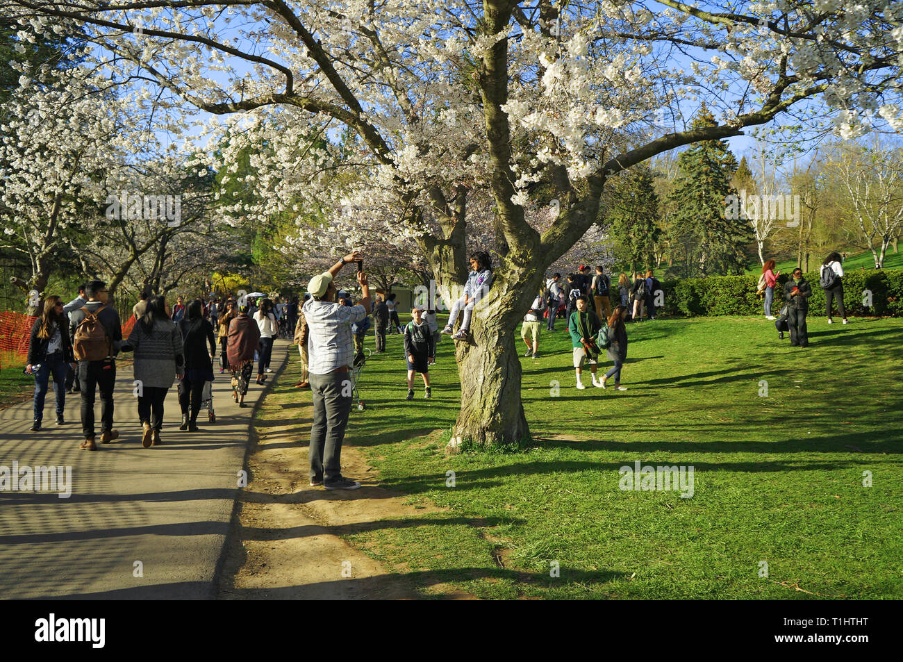 Toronto, Canada - 05 09 2018: High Park Toronto attira molti visitatori in primavera per ammirare la bella Sakura ciliegi in fiore. La maggior parte delle Foto Stock