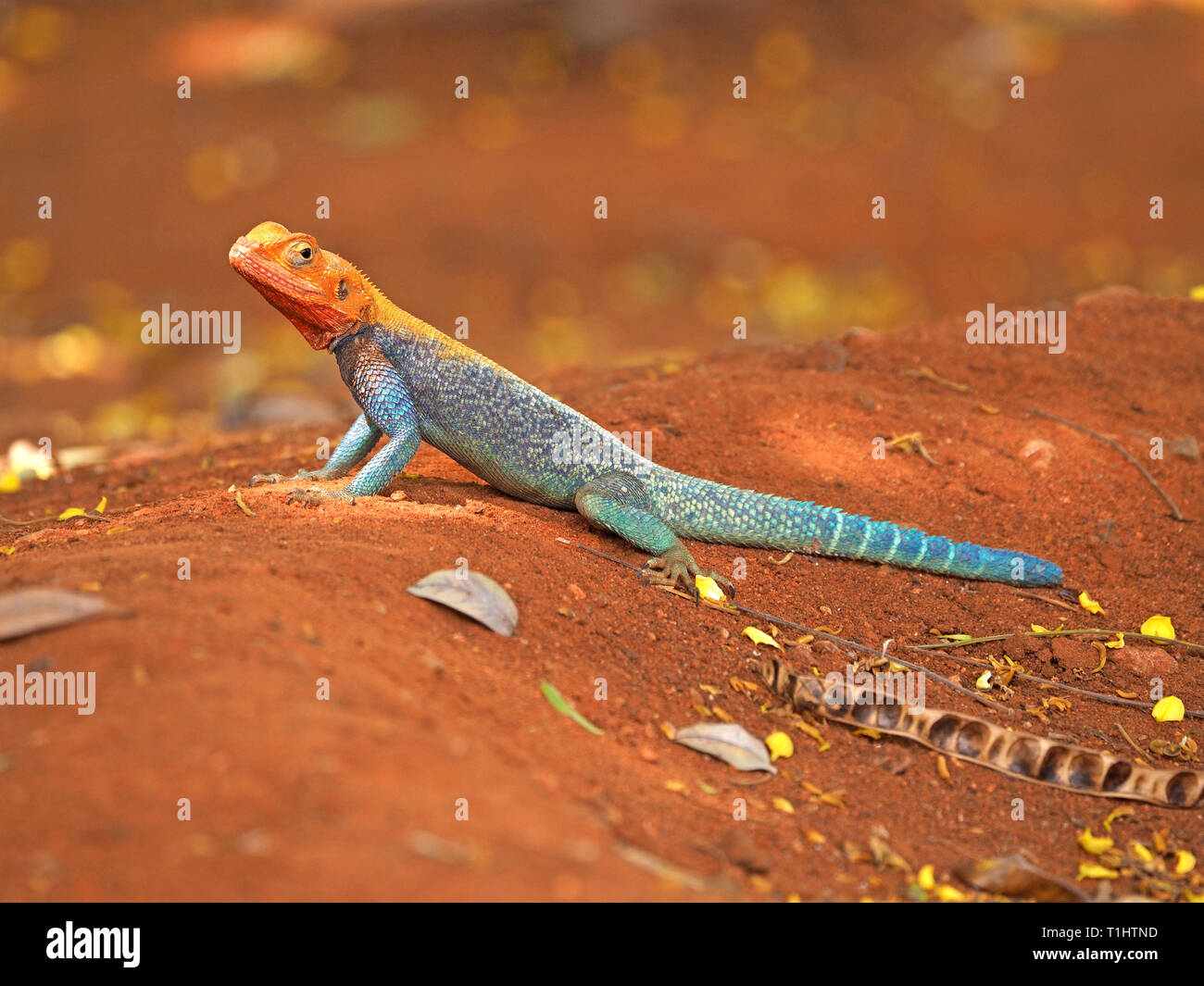 Sospetti adulto maschio con testa rossa roccia lucertola AGAMA SA (AGAMA AGAMA SA) in vivaci colori allevamento tipico di terra rossa del Kenya orientale, Africa Foto Stock
